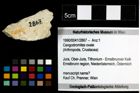 Foto (Objekt + Etiketten) von Cengodromites ovale 